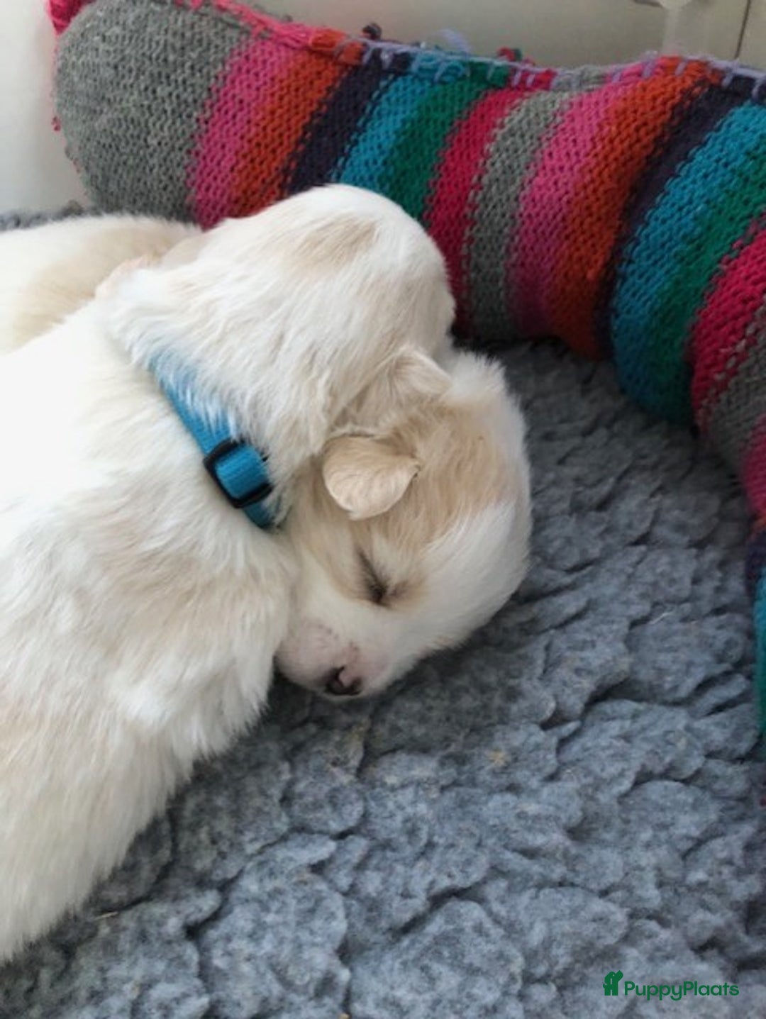 Coton De Tuléar honden te koop: Coton de Tulear pups  - Advertentie 8