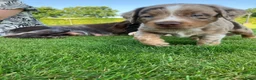 Kruising honden te koop: Prachtige pups Heidewachtel/ Australian Shepperd - Advertentie 10