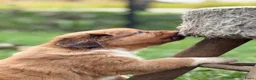 Kruising honden te koop: Nova scotia duck tolling x Australian shepherd pup - Advertentie 7
