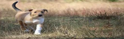 Schotse Herdershond korthaar honden te koop: Nog 1 knappe reu schotse collie korthaar reuen. - Advertentie 27