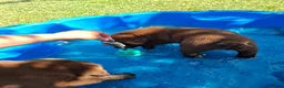 Labrador Retriever honden te koop: Raszuivere bruine labrador pups  - Advertentie 31