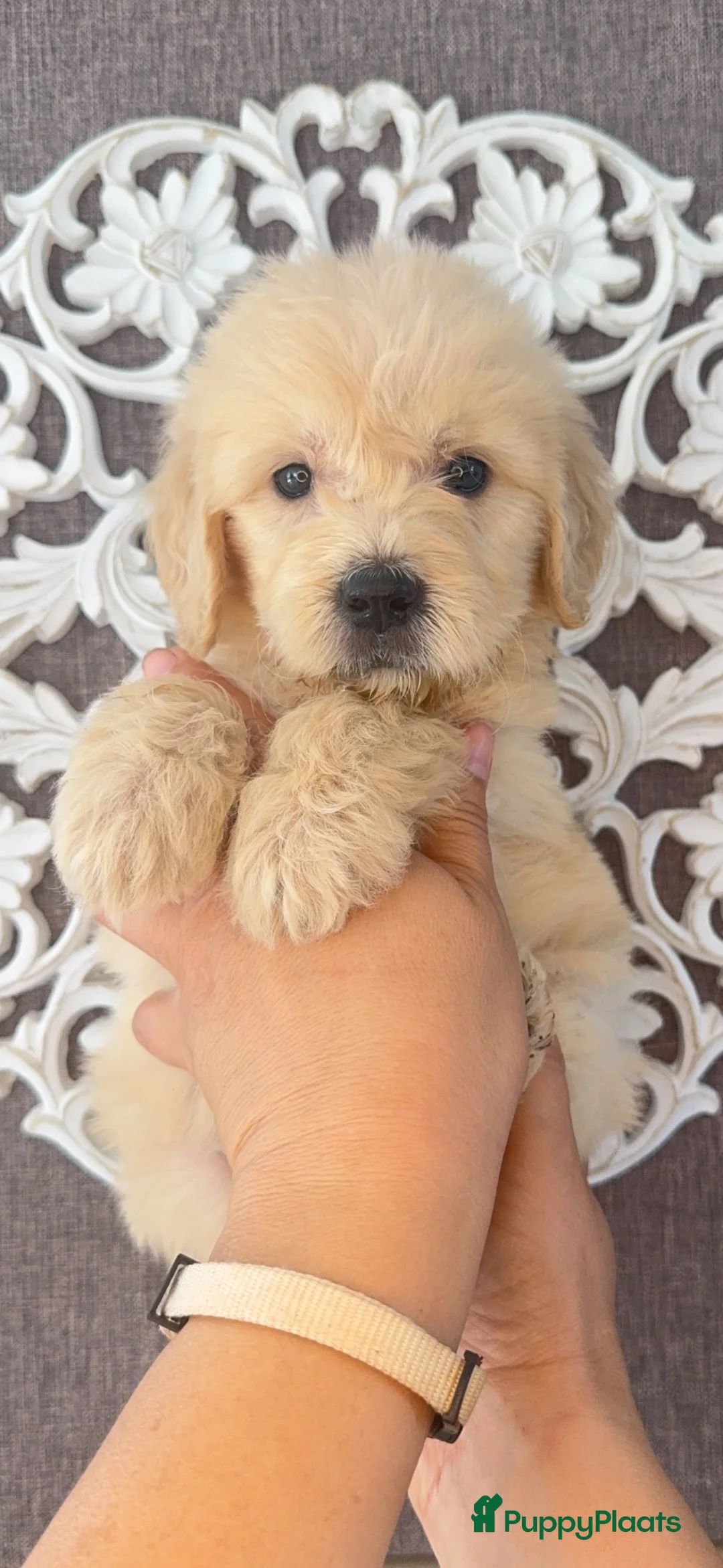 Goldendoodle honden te koop: PRACHTIGE GOLDENDOODLE PUPS!  - Advertentie 28