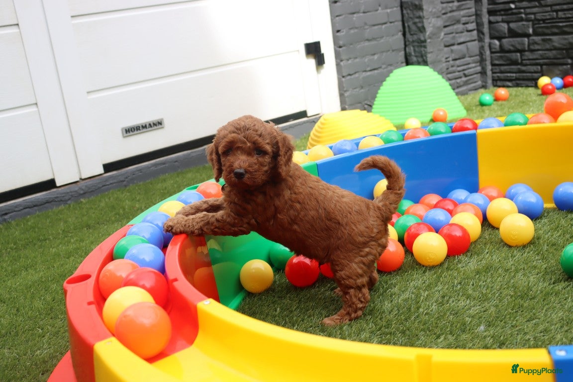 Australian Labradoodle honden te koop:  6 lieve Mini/medium Australian labradoodle pups - Advertentie 17