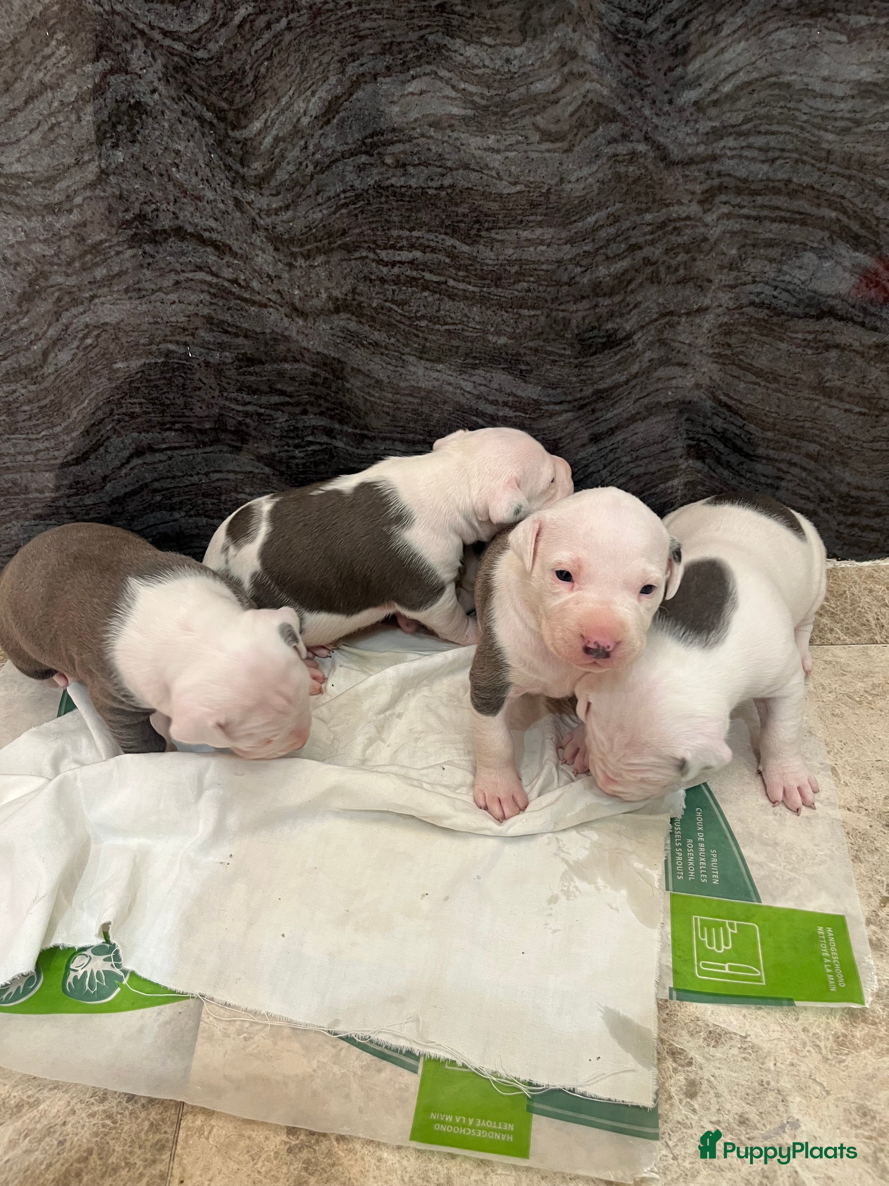 American Staffordshire Terriër honden Amerikaanse Stafford Pups - Advertentie 2