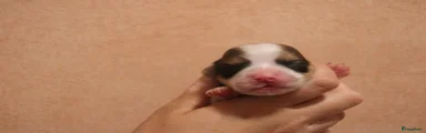 Havanezer Puppy 4
