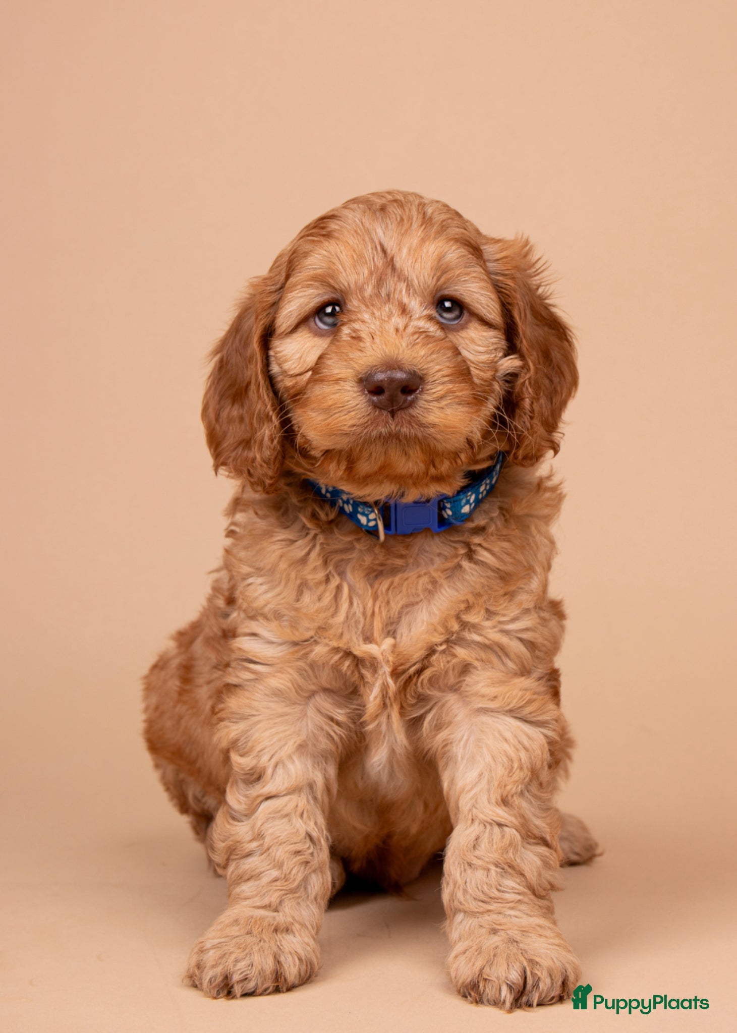 Cockapoo honden Gastgezin gezocht voor cockapoo reutje  - Advertentie 1