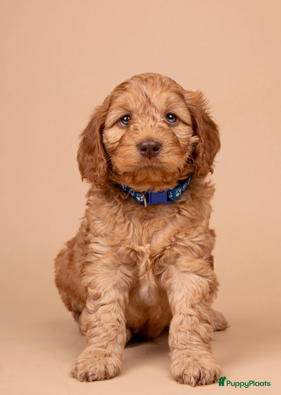 Cockapoo honden te koop: Gastgezin gezocht voor cockapoo reutje  - Advertentie 1