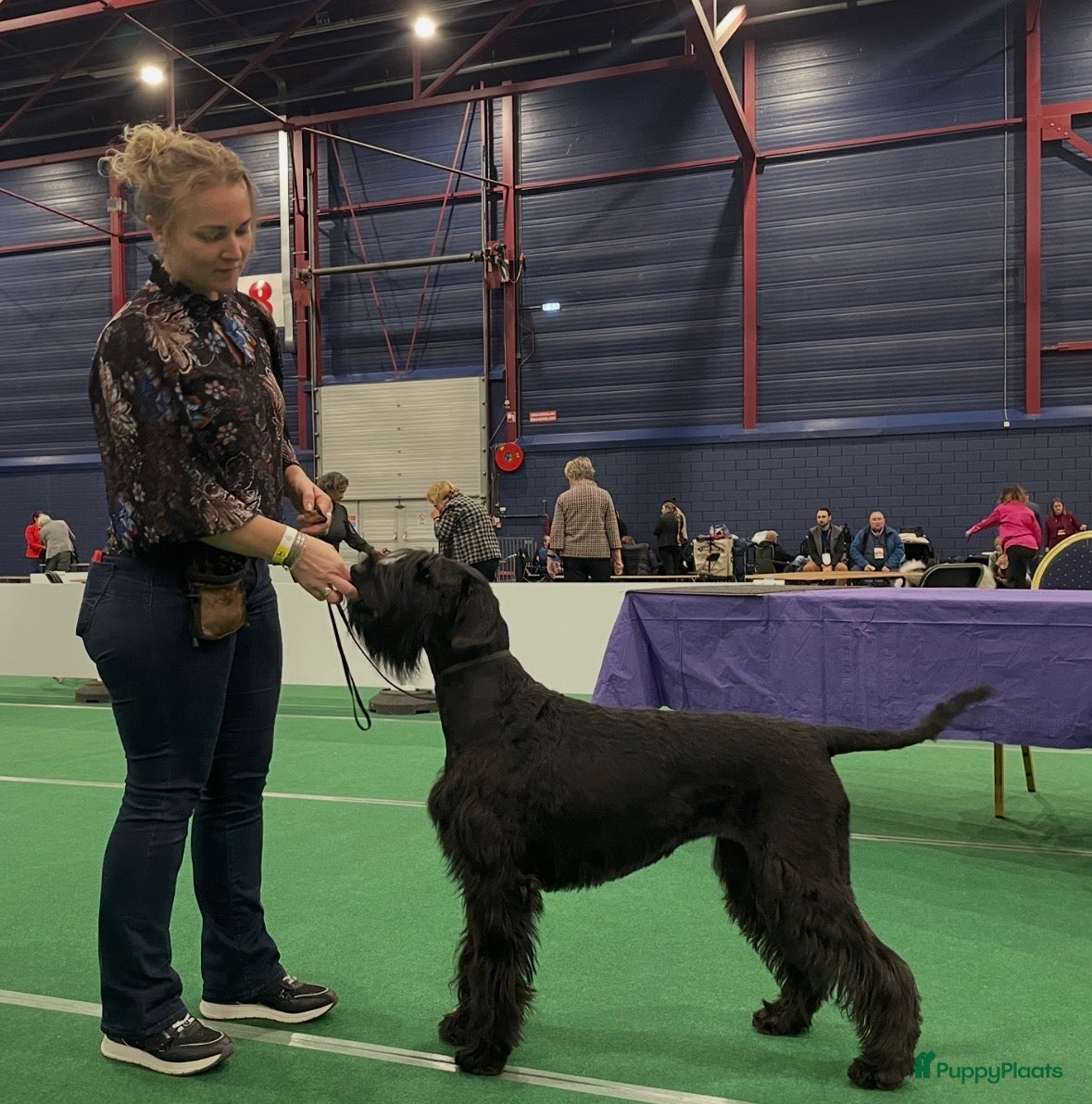 Riesenschnauzer honden te koop: Riesenschnauzer puppy’s mer stamboom - Advertentie 4