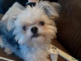 Boomer honden Kruising tussen Boomer en chihuahua in Tilburg - Advertentie 21