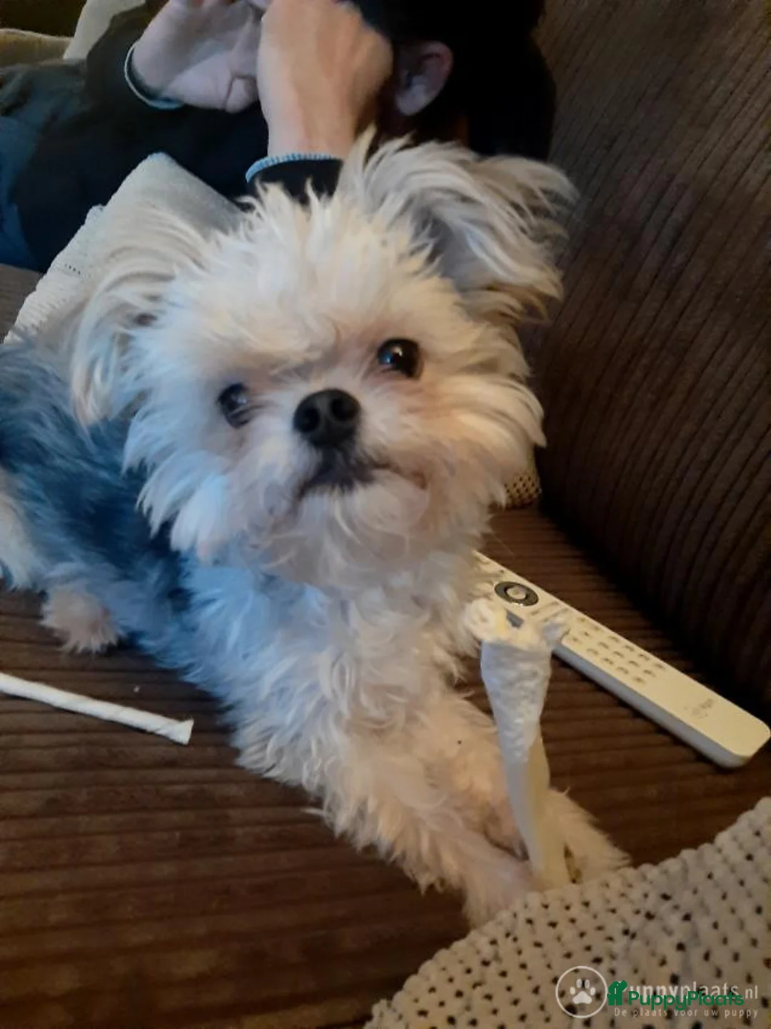 Boomer honden ter dekking: Kruising tussen Boomer en chihuahua in Tilburg - Advertentie 1