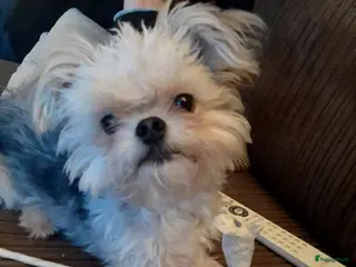 Boomer honden Kruising tussen Boomer en chihuahua in Tilburg - Advertentie 1