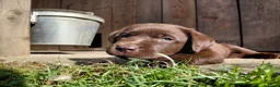 Labrador Retriever honden te koop: Raszuivere chocolade labrador retrievers  in Maastricht - Advertentie 14