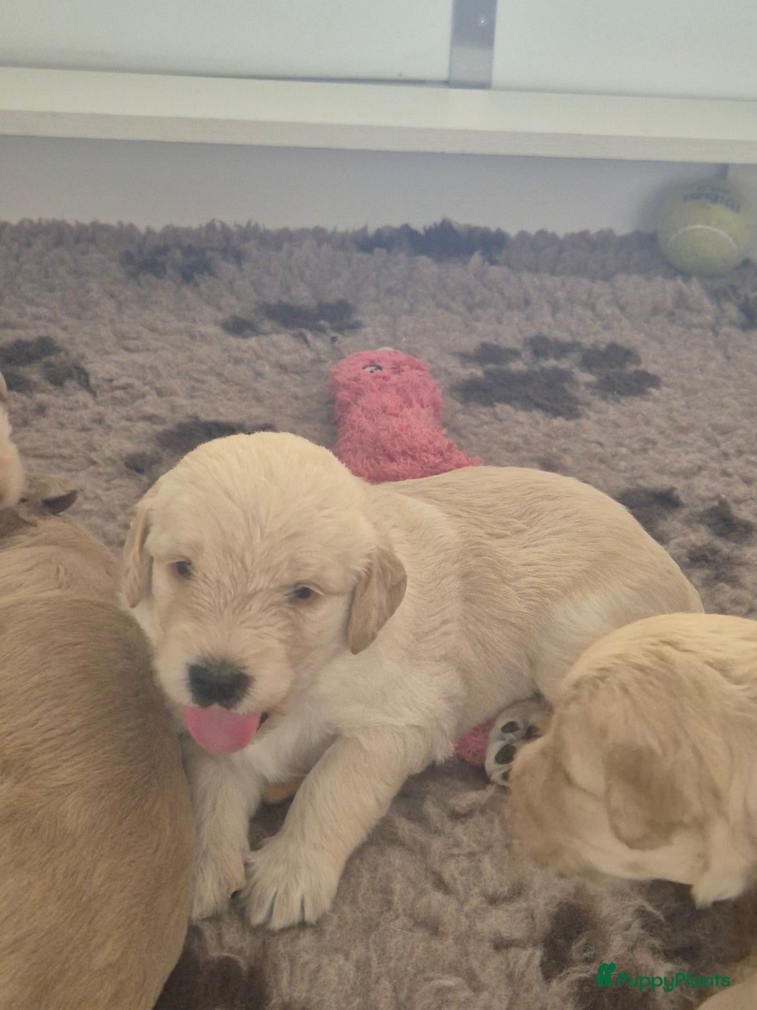 Labradoodle honden te koop: Labradoodle x Australian Labradoodle  in Oosterhout - Afbeelding 3