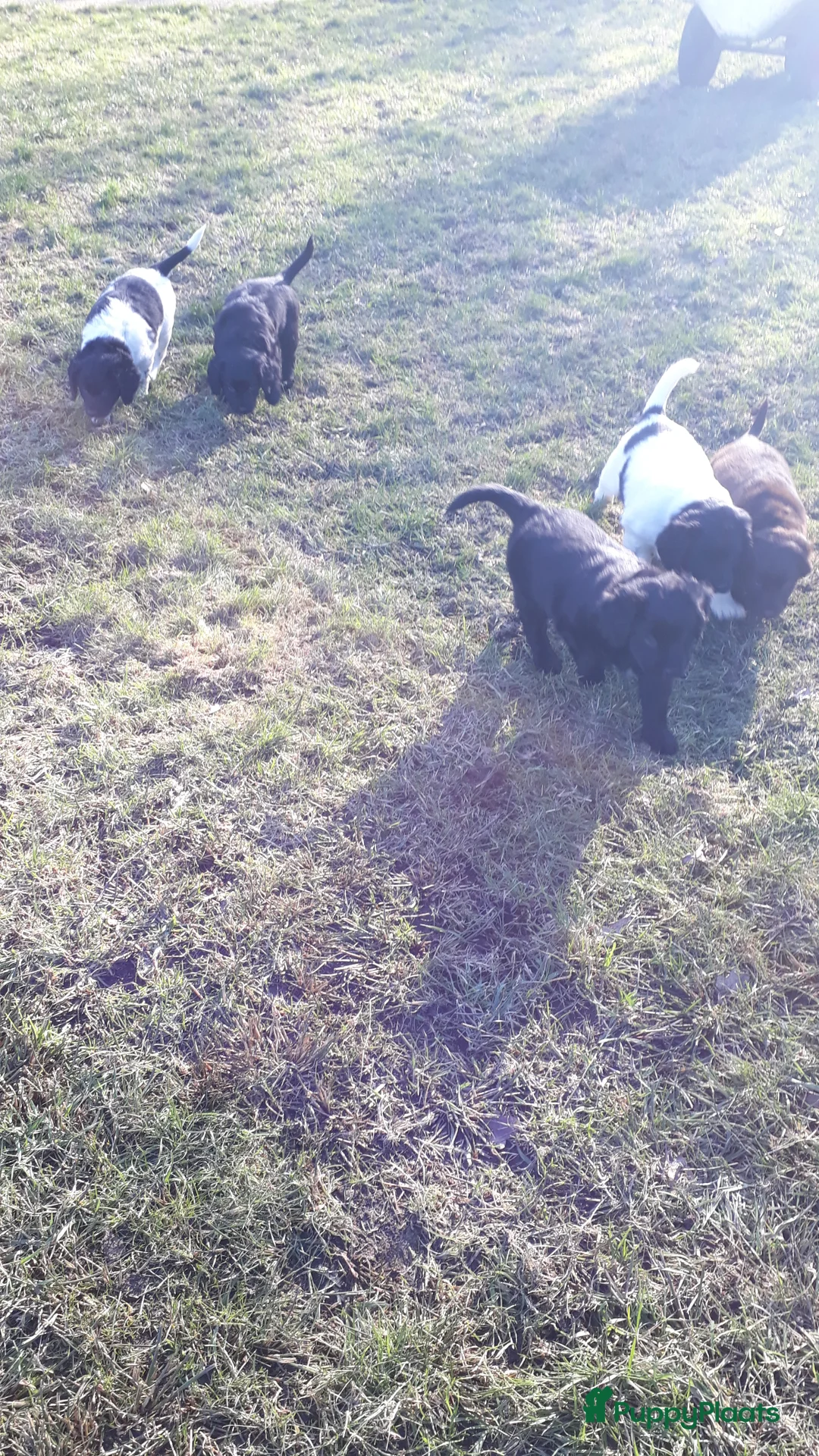 Kruising honden te koop: Enthousiaste Labrador X Friese Stabij pups - Advertentie 3