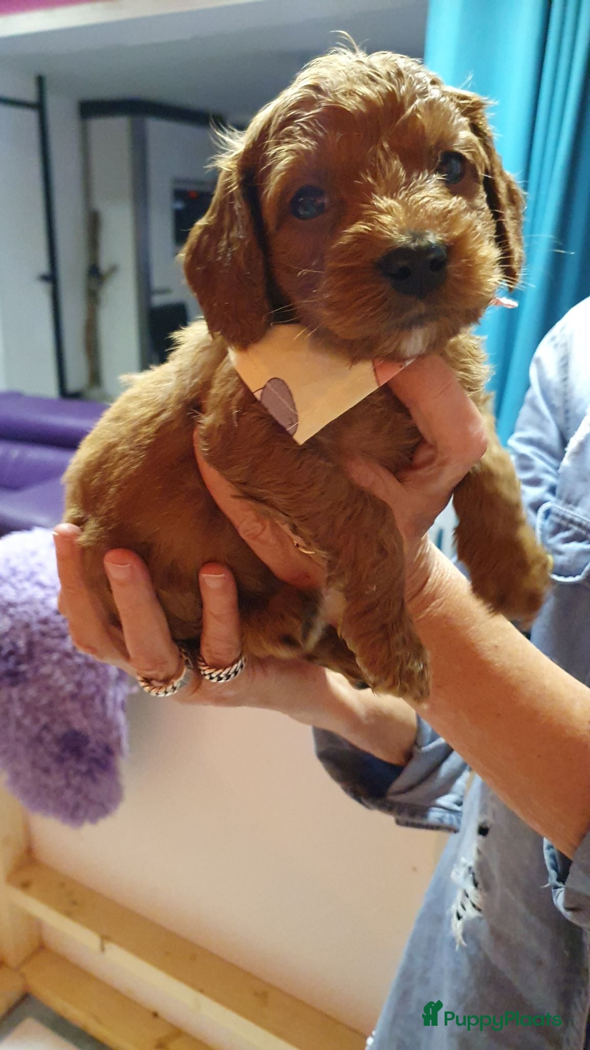 Kruising honden Rode Mini Australian/Labradoodles - Advertentie 2
