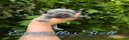 Franse Bulldog honden te koop: Franse Bulldog puppy’s !  - Advertentie 2