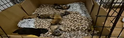 Kruising honden te koop: 4 Prachtige Keeshond/Pomeriaan pups (Oranje-Sabel) in Den Haag - Advertentie 7