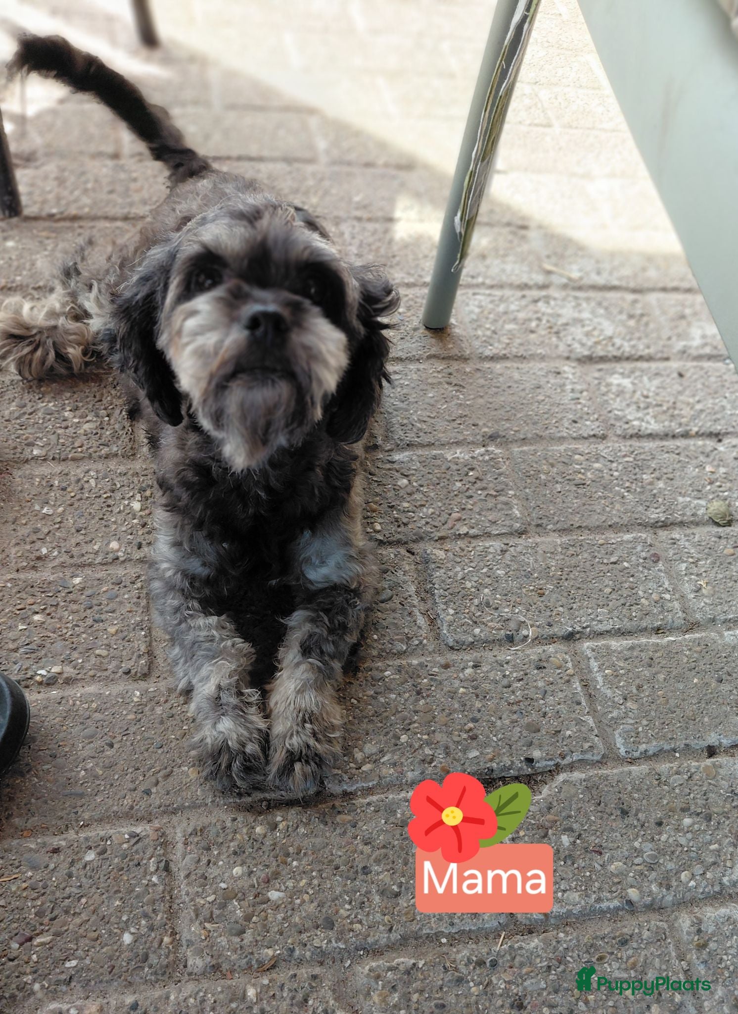 Kruising honden Prachtig nestje Boomer x EngelseCockerSpanielpups - Advertentie 3