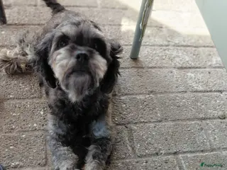 Kruising honden Prachtig nestje Boomer x EngelseCockerSpanielpups - Advertentie 3