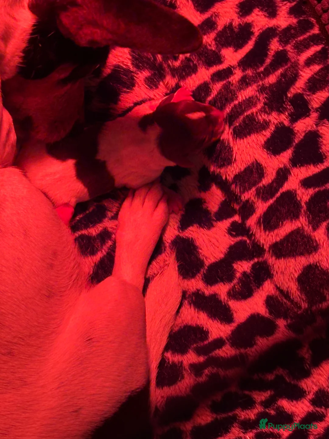 Jack Russel Terriër honden te koop: Lieve Jack Russel pups zoekenalvast een warm nest  - Advertentie 12