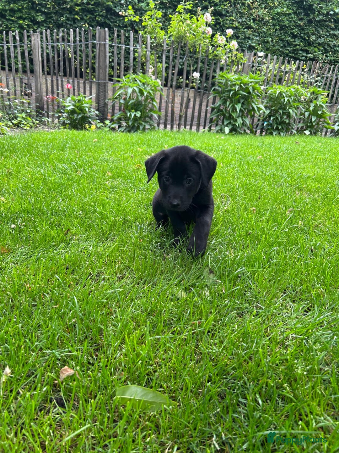Labrador Retriever honden te koop: Te koop prachtige labrador x mechelse Herder pups - Afbeelding 6