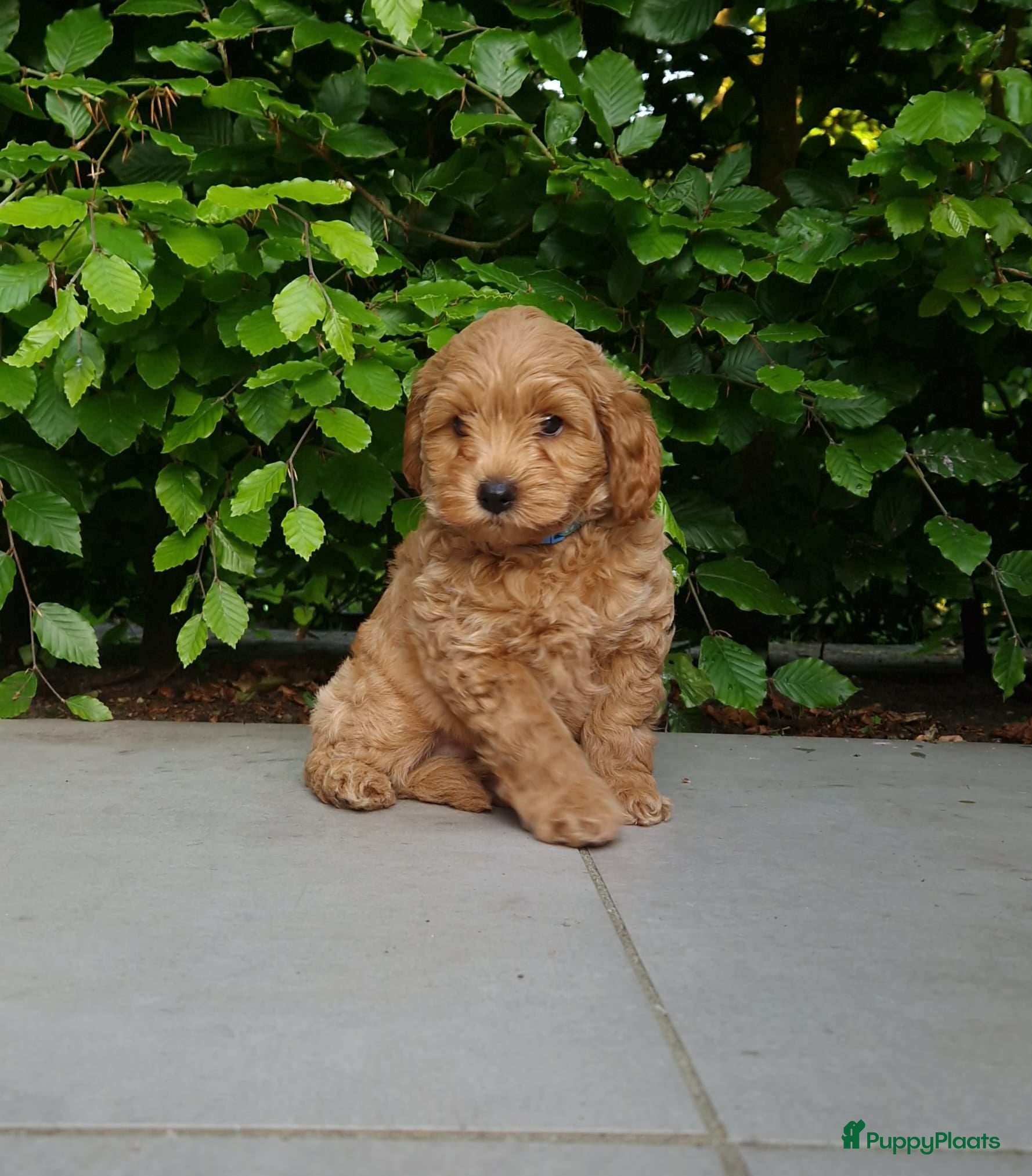 Maltipoo honden Prachtige Maltipoo pups - Advertentie 2