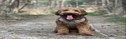 Kruising honden te koop: (Australian) Labradoodle pups - Advertentie 13