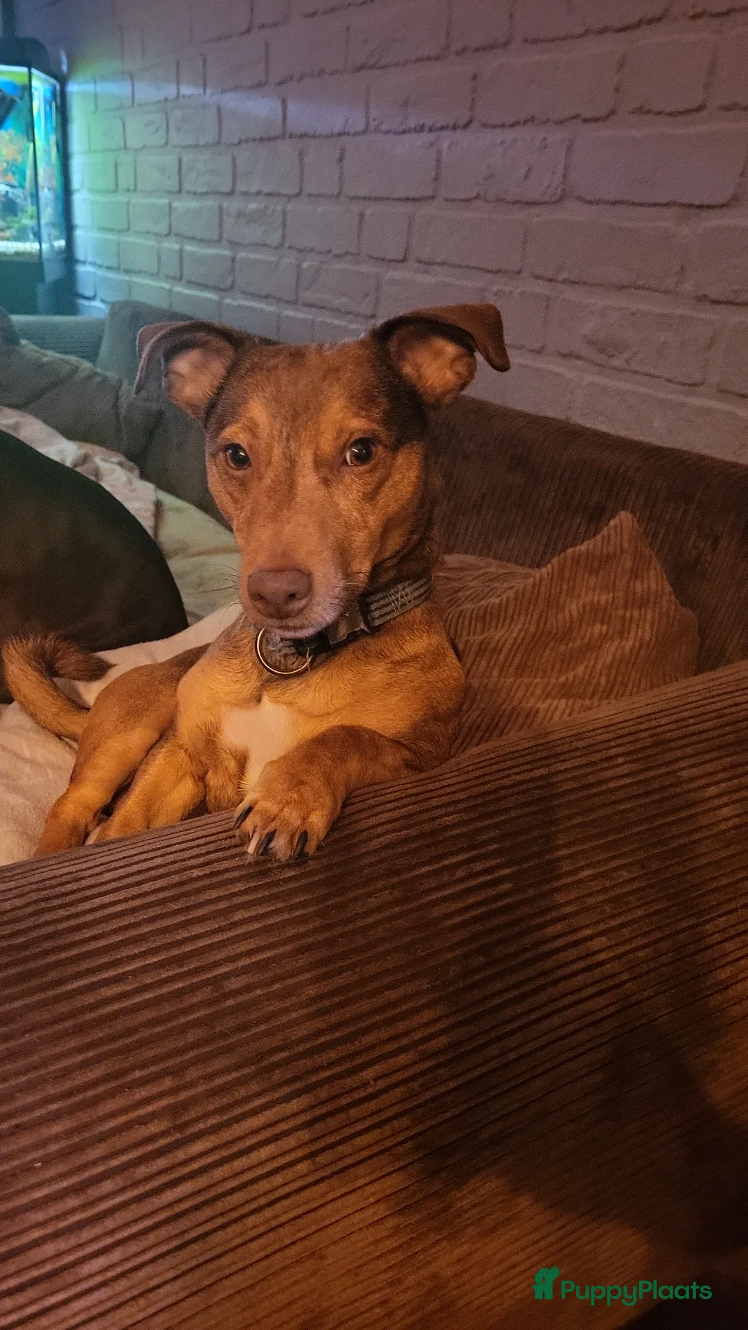 Galerij afbeelding {{count}}