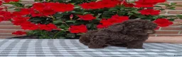 Poedel Toy honden te koop: schitterende donkerbruine toypoedel pups - Advertentie 4