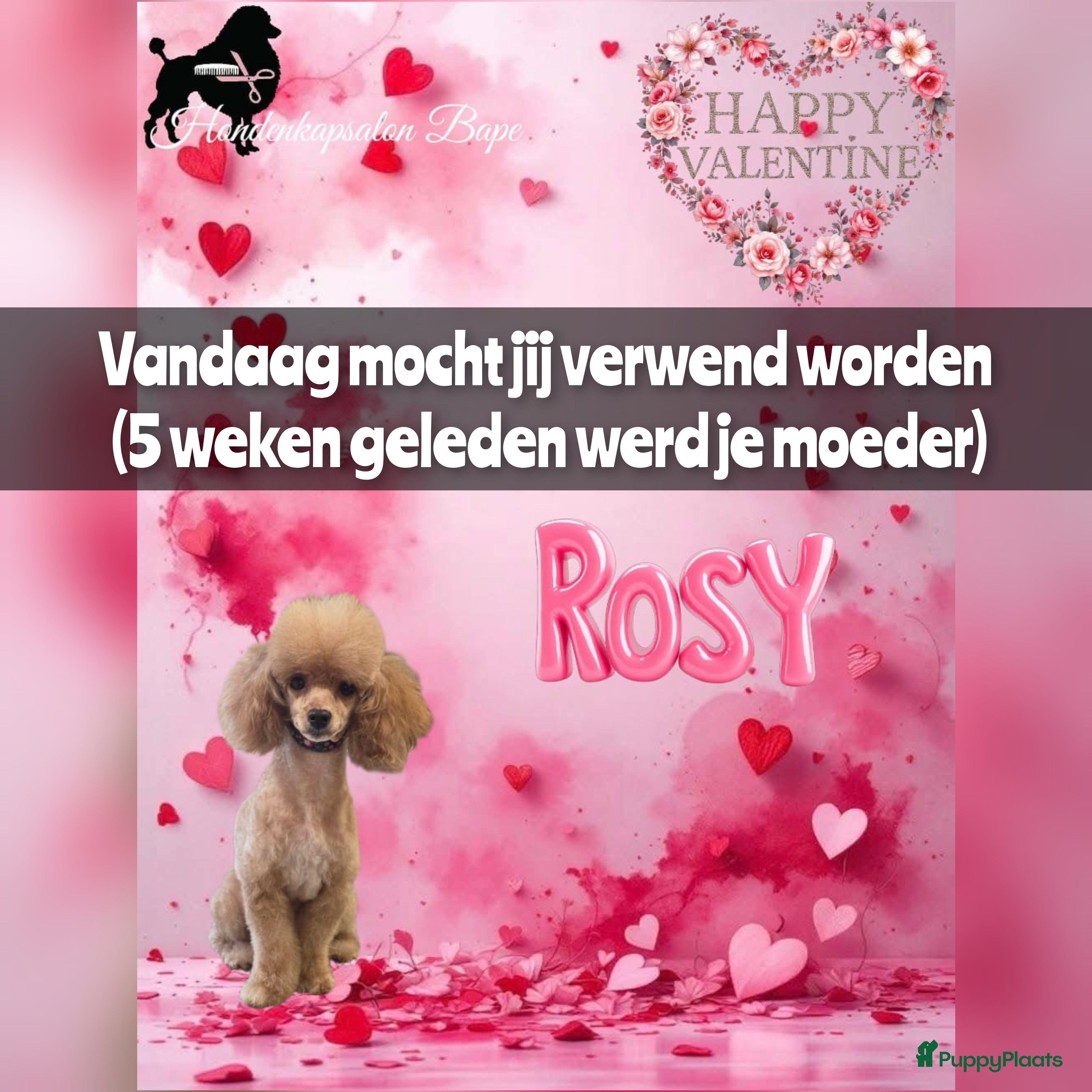 Poedel Toy honden 100% Rasechte Toy Poedels geboren - Advertentie 4