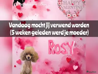 Poedel Toy honden 100% Rasechte Toy Poedels geboren - Advertentie 4