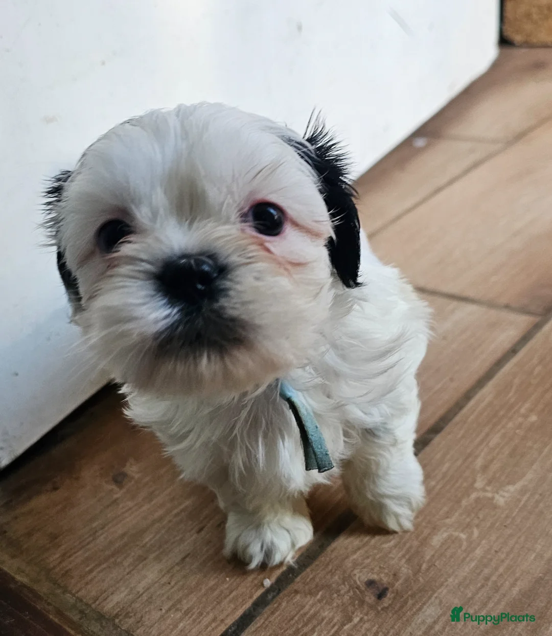 Kruising honden te koop: boomer Pups - Advertentie 2