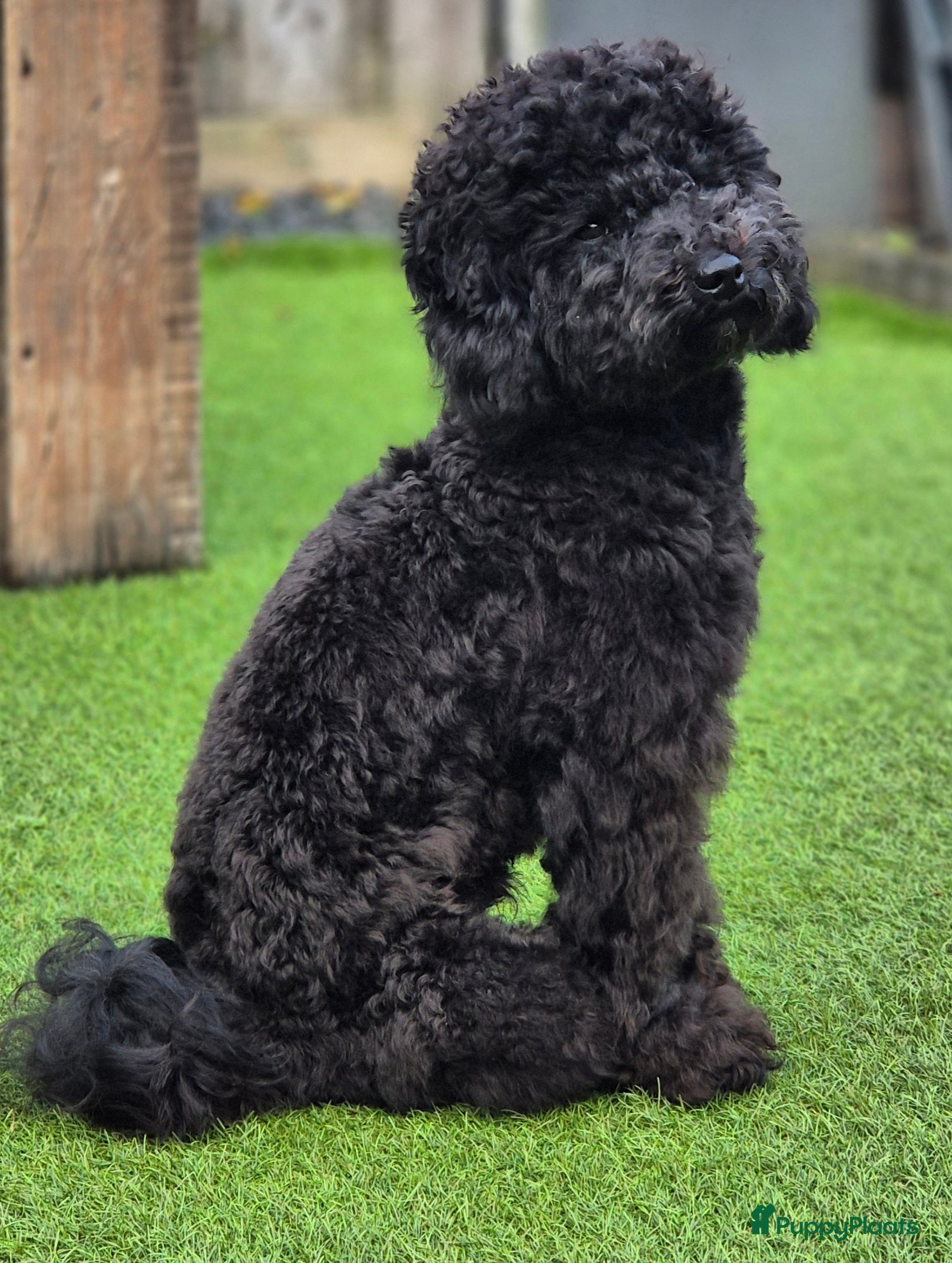 Poedel Toy honden Toypoedel, superlieve, fluffy dekreu 💙 - Advertentie 2