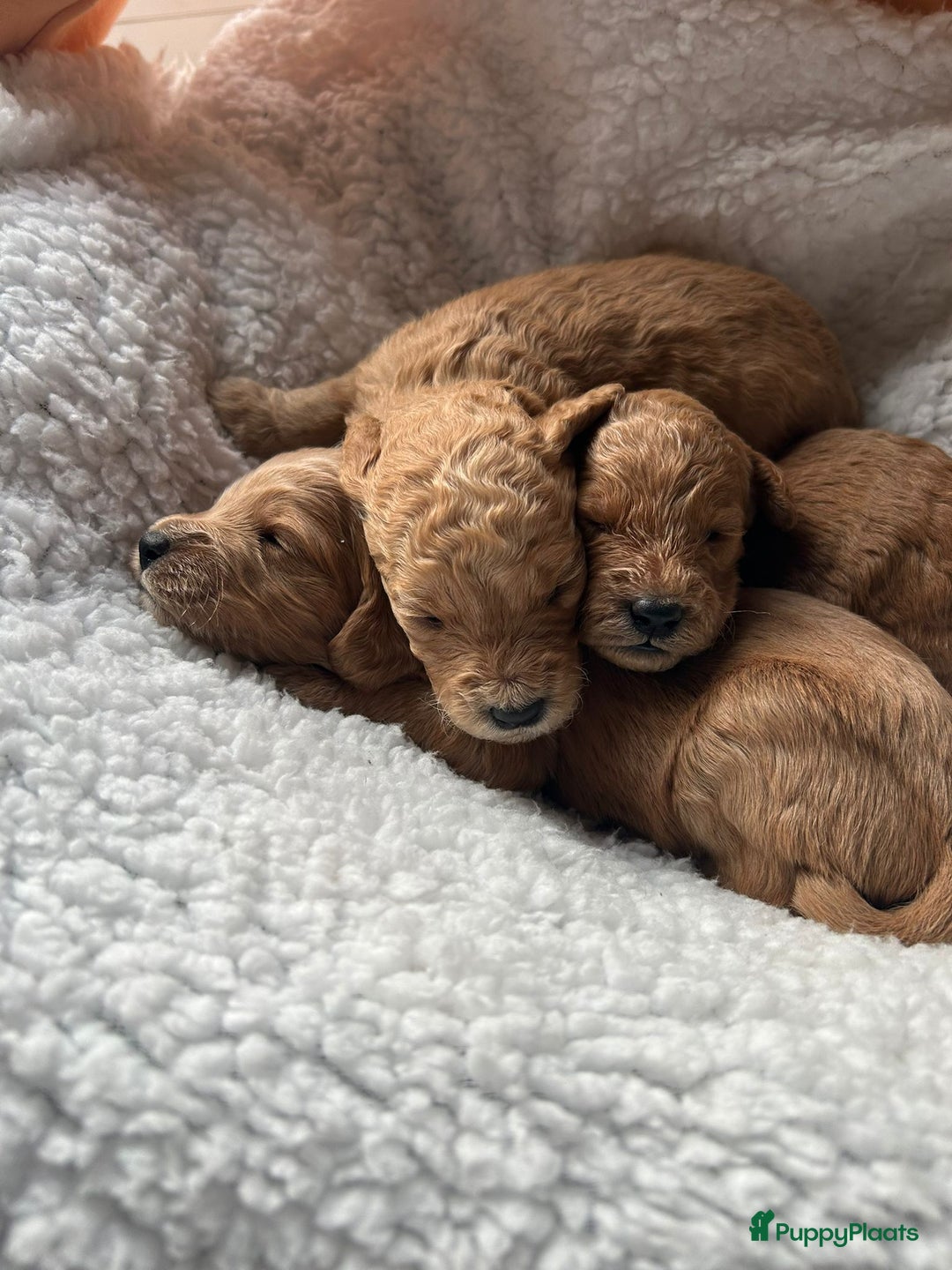 Labradoodle honden te koop: ✨ Liefdevol opgegroeide pups enkele te reserveren - Advertentie 9
