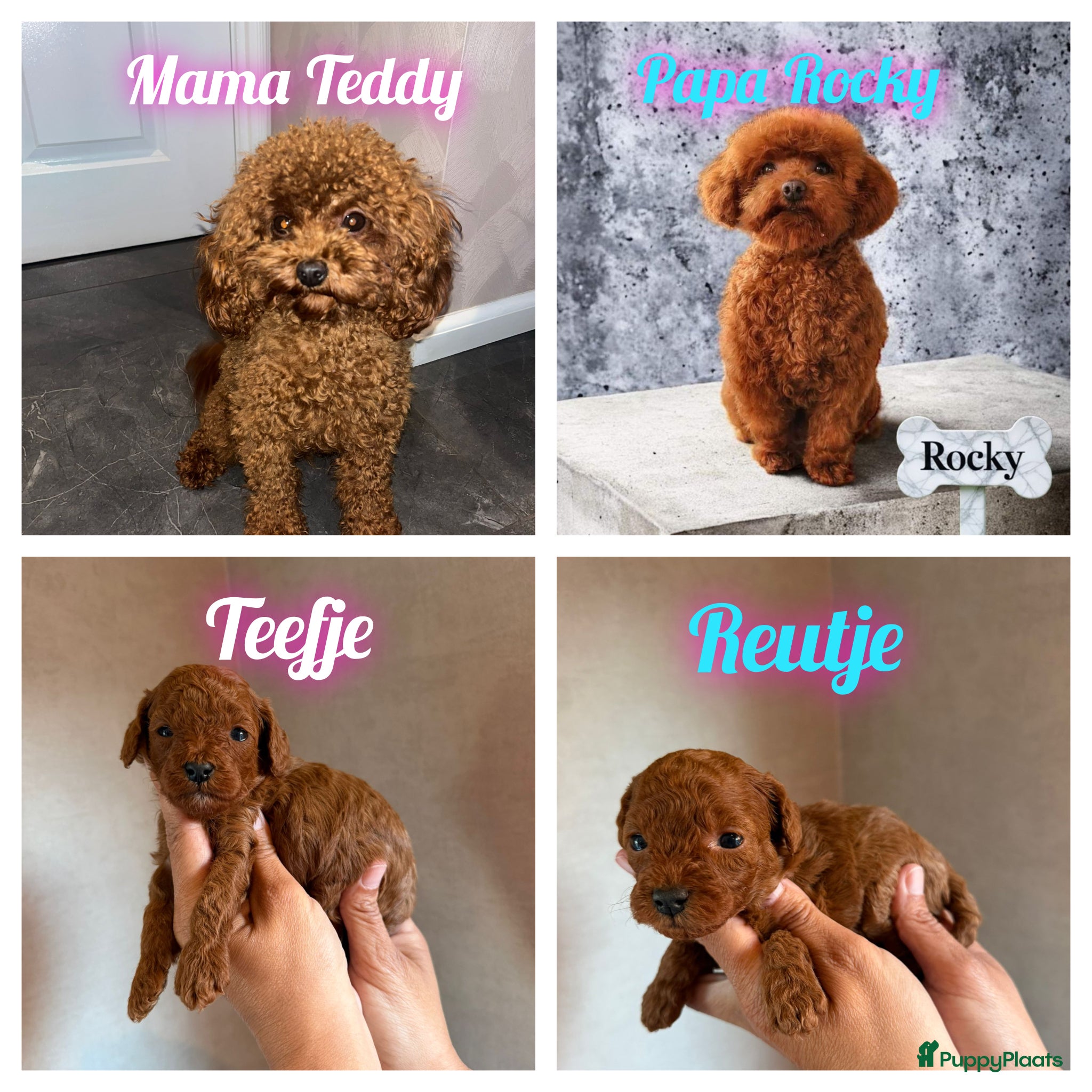 Poedel Toy honden Mooie rode toy poedel pups uit geteste ouders. - Advertentie 16