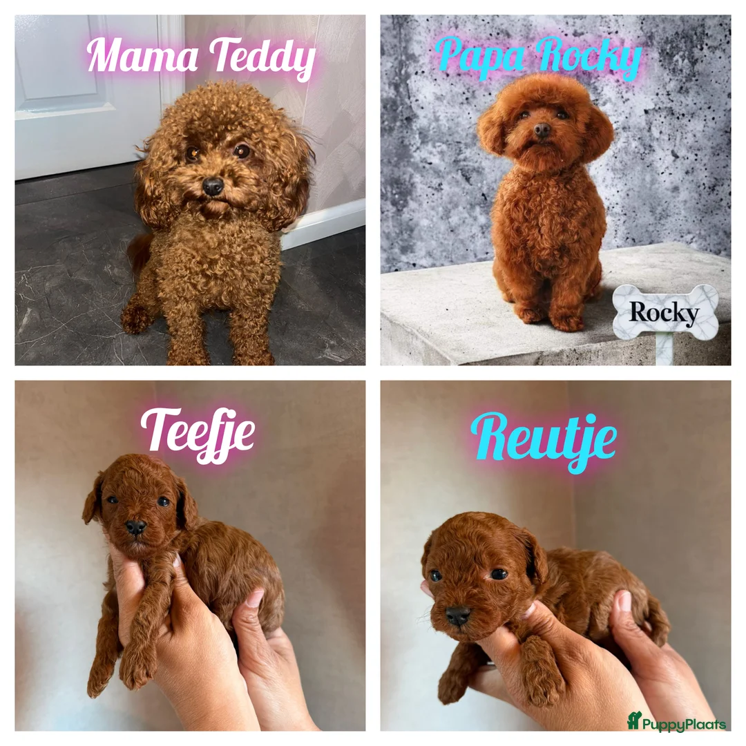 Poedel Toy honden te koop: Mooie rode toy poedel pups uit geteste ouders. in Sint Willebrord - Advertentie 1