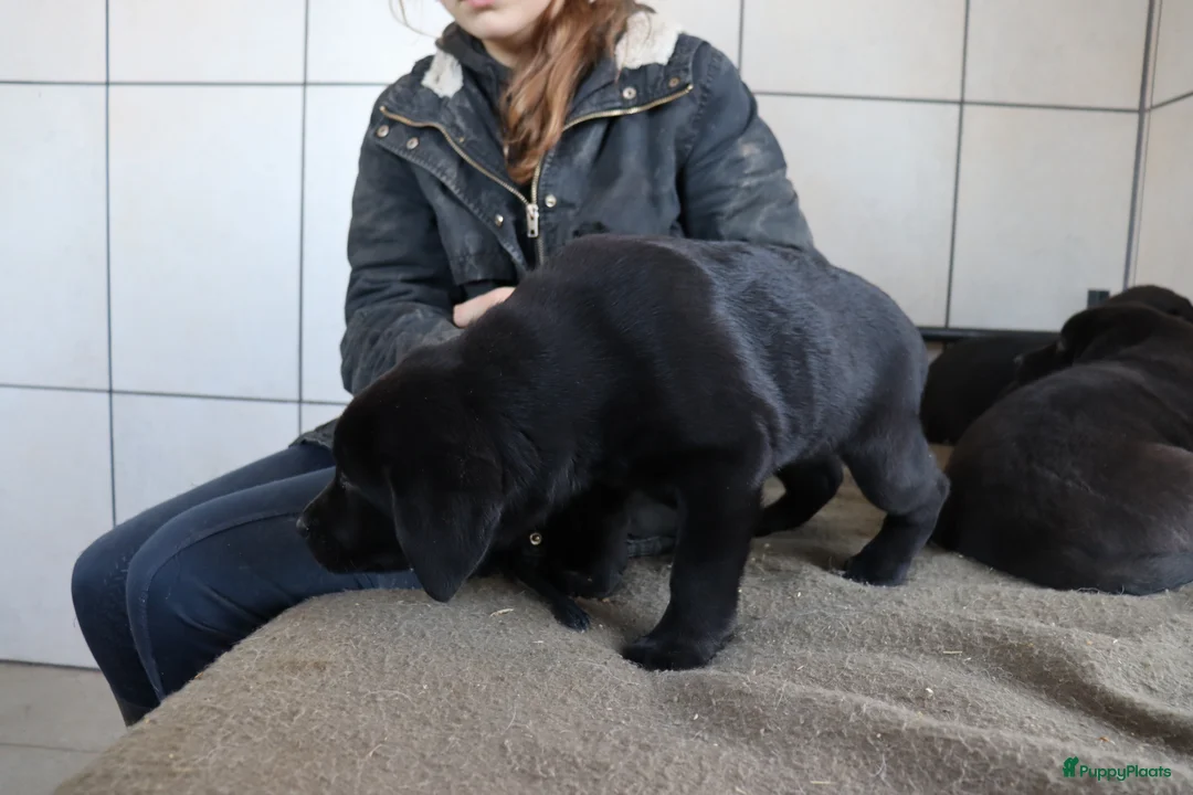 Labrador Retriever honden te koop: Hele lieve labrador pups te koop! - Advertentie 14