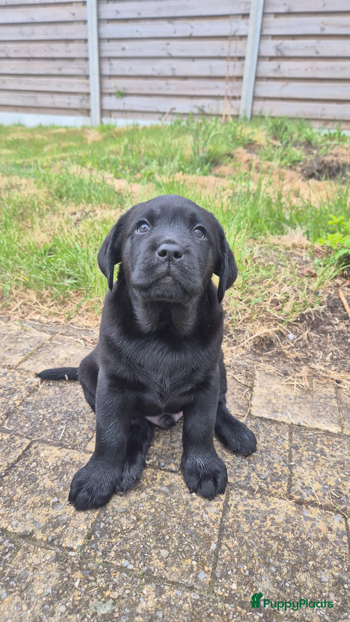 Labrador Retriever honden te koop: Labrador pup met stamboom - Advertentie 19