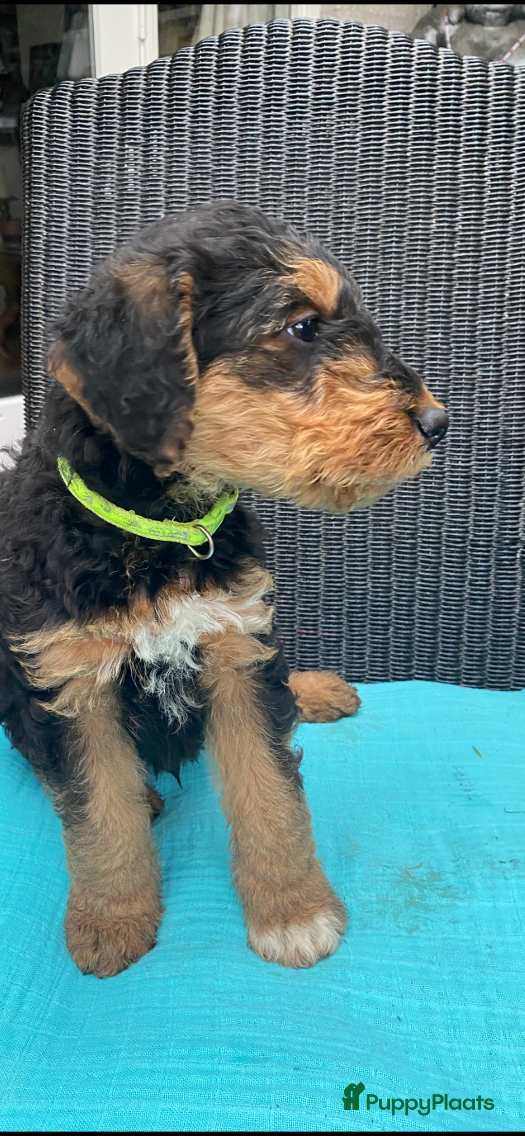 Airedale Terriër honden te koop: Airedale terriër pups  - Advertentie 34