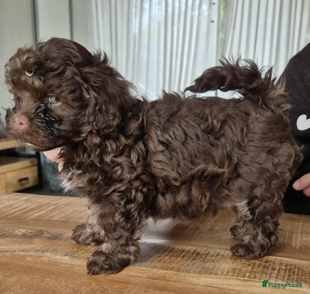 Bolonka Zwetna honden te koop:  We hebben nog 1 ♂️ bolonka zwetna beschikbaar  - Advertentie 8