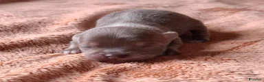 Chihuahua 1