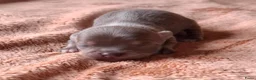 Chihuahua honden te koop: Lilac chihuahua pups - Advertentie 2