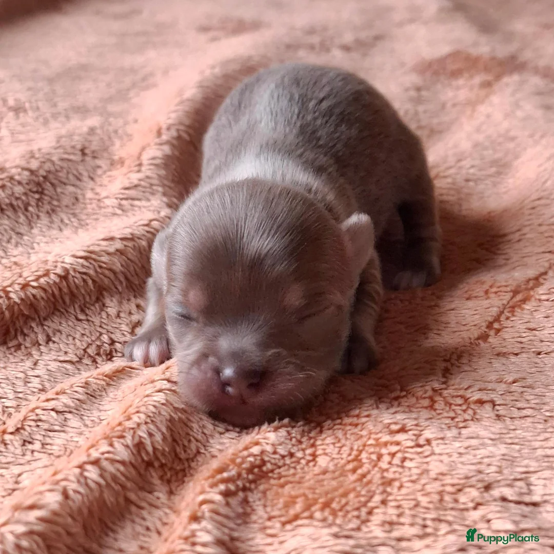 Chihuahua honden te koop: Lilac chihuahua pups - Advertentie 2