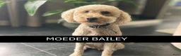 Kruising honden te koop: WACHTLIJST: Labradoodle × Australian Labradoodle - Advertentie 9