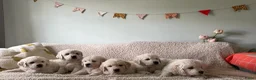 Golden Retriever honden te koop: Golden retriever pups🐶❤️ - Advertentie 2