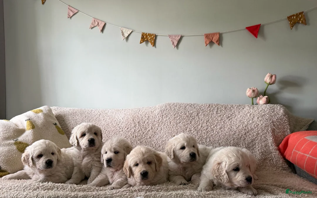 Golden Retriever honden te koop: Golden retriever pups🐶❤️ - Advertentie 2