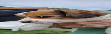 Kooikerhondje 1 - verkocht