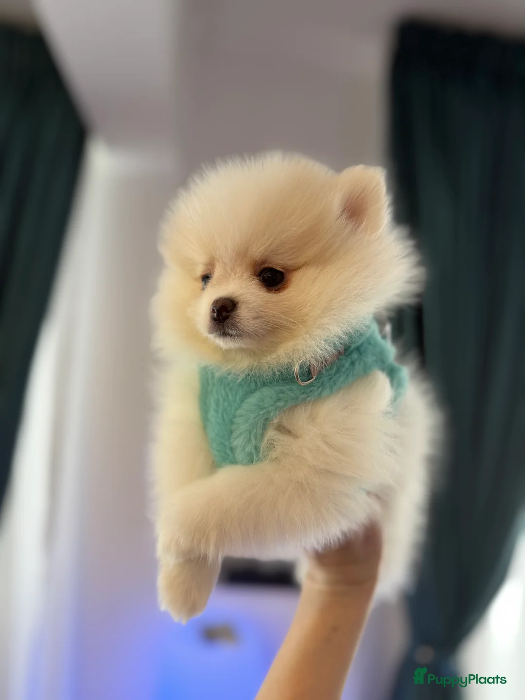 Pomeriaan honden te koop: Mooiste raszuivere pomeranian pomeriaan pups - Advertentie 12