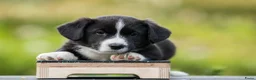 Welsh Corgi Cardigan honden te koop: Welsh Corgi Cardigan reutje - Advertentie 4