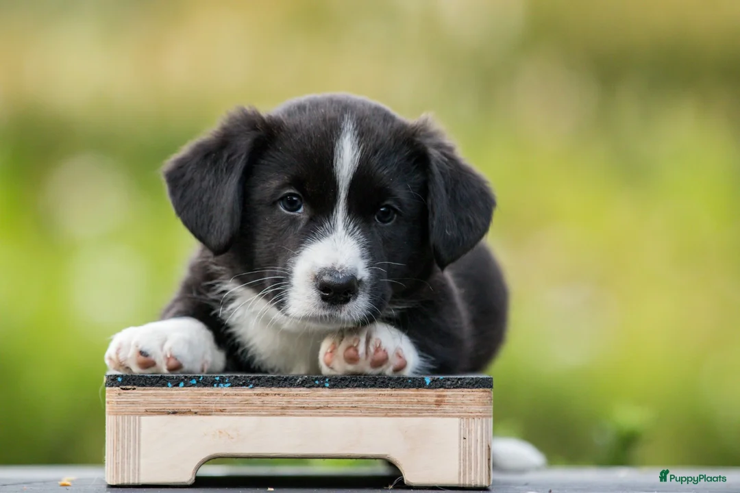 Welsh Corgi Cardigan honden te koop: Welsh Corgi Cardigan reutje - Advertentie 4